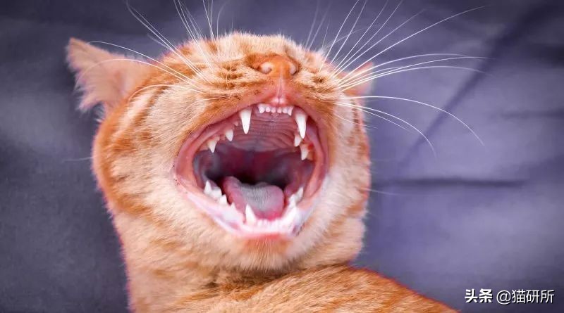 辟谣猫,辟谣猫咪食物