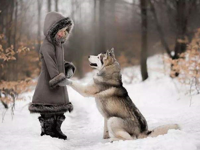 神犬哈士奇有多聪明,二哈哈士奇智商排行