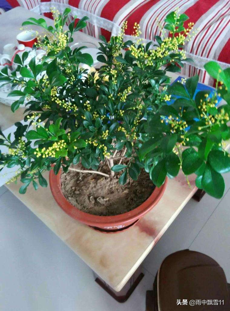 米兰盆栽几月份移栽好看,盆栽米兰开花4要素