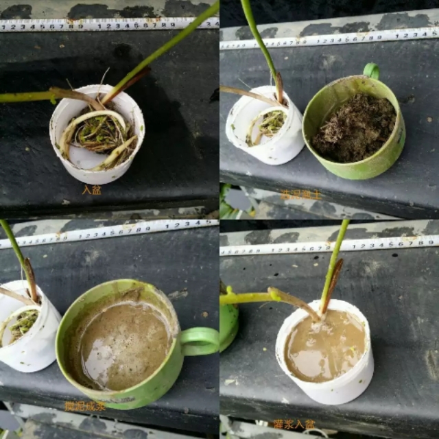 纰楄幉绉嶈棔绉嶆鏂规硶,绉嶆纰楄幉鐢ㄤ粈涔堝湡