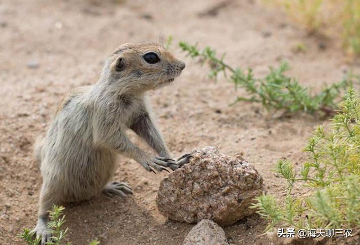 仓鼠养殖攻略,仓鼠的养殖攻略