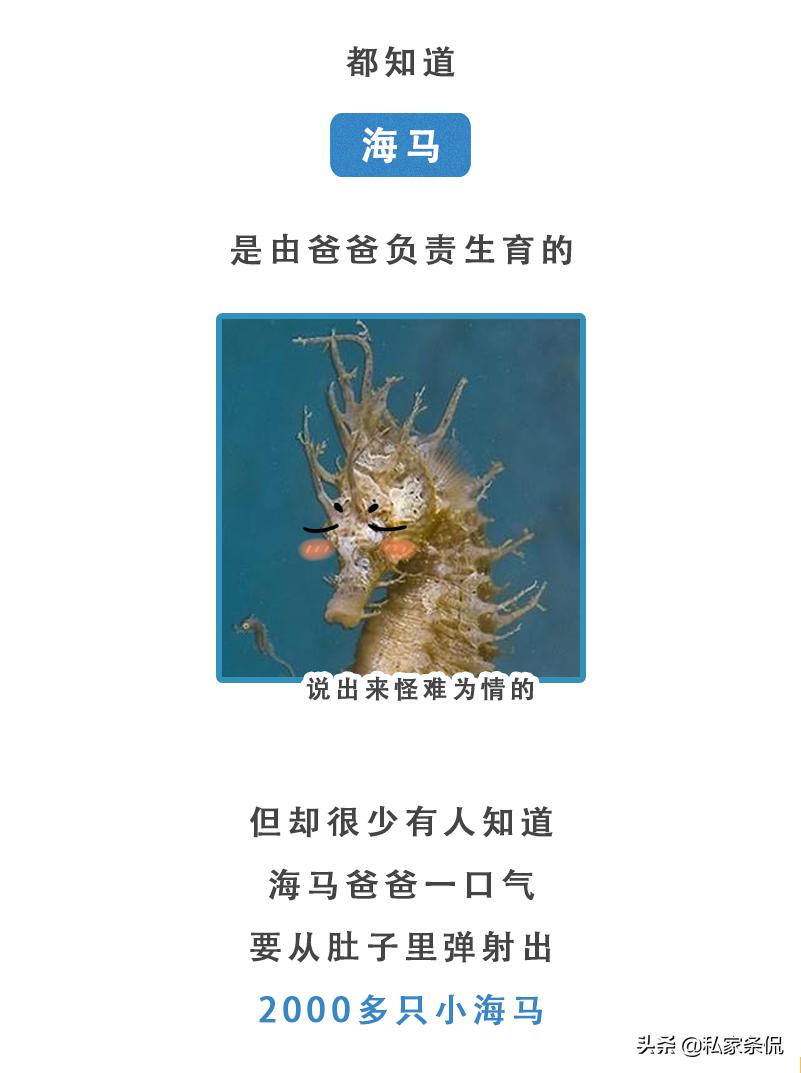 动物世界生蛋的过程,动物世界奇特的分娩方式
