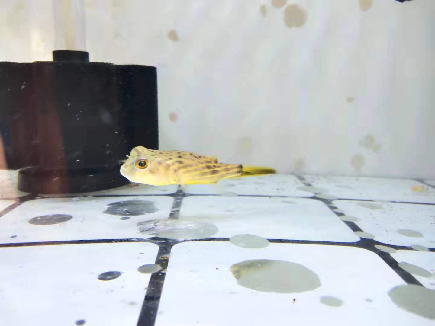 买观赏鱼需要注意的事项,购买观赏鱼应该注意什么