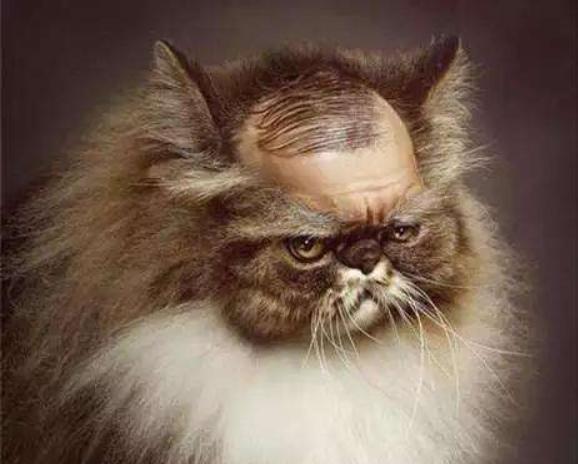 月亮睡了你不睡，你是秃头小宝贝！为啥猫咪每天熬夜没见秃头呢？