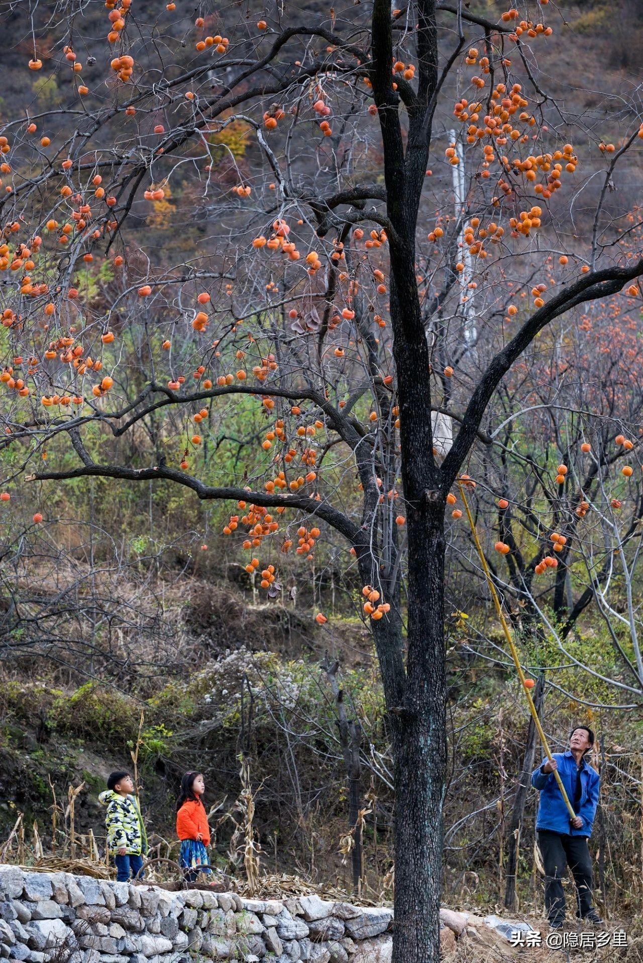 亲子京郊游红叶,国庆去北京看红叶攻略