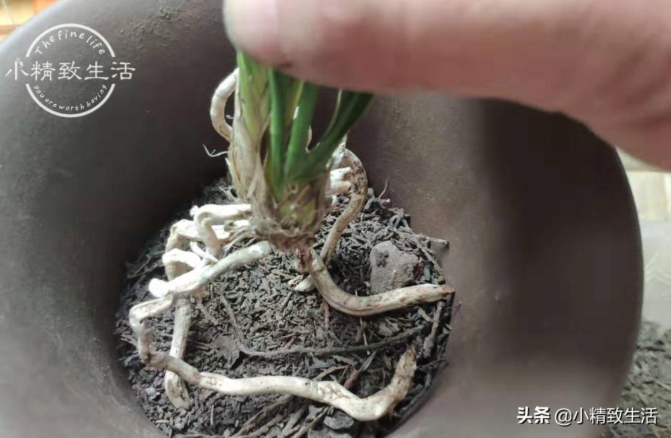 在山上挖回来的兰花缓苗多久,树下种植兰花