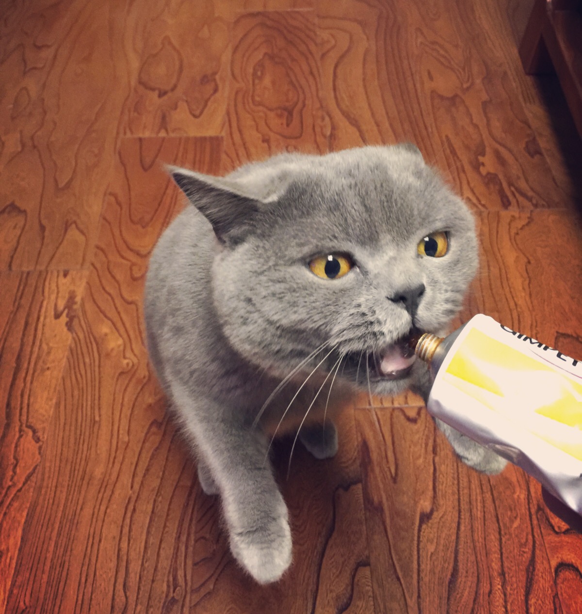 我家的英短为什么那么瘦,英短太瘦怎么养肥