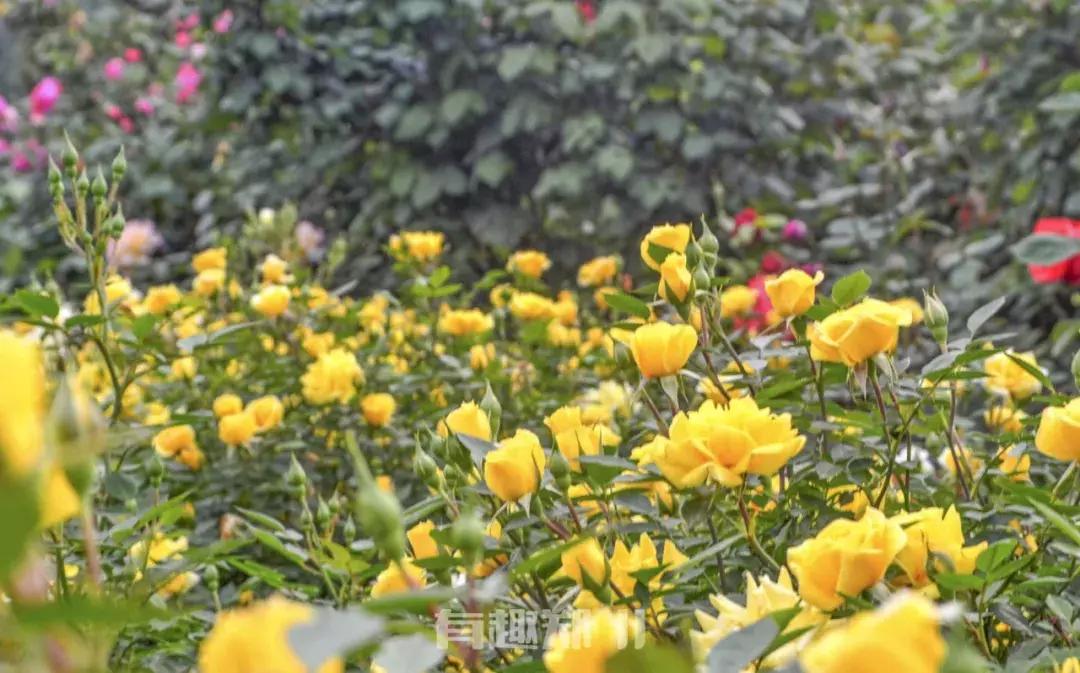 郑州地铁五号线游玩攻略秋季,郑州地铁与5号线沿途有哪些景点