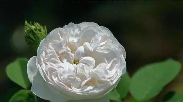 每天学习一点点各种花代表的花语,每天学习一朵花知识