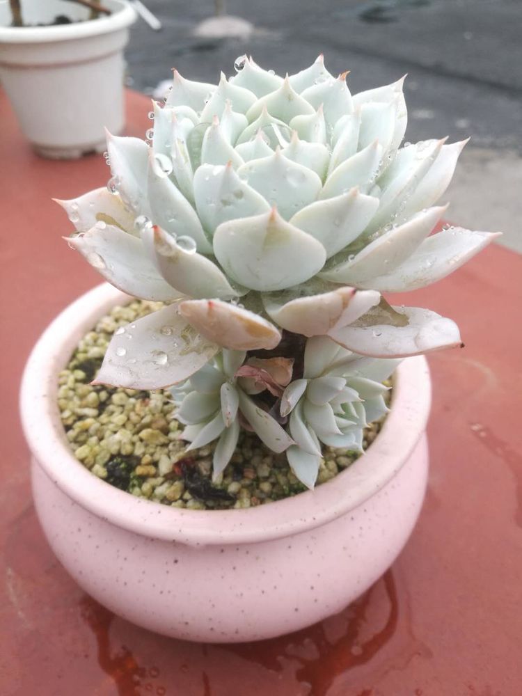 误打误撞的多肉情缘,带我走进多肉小世界!