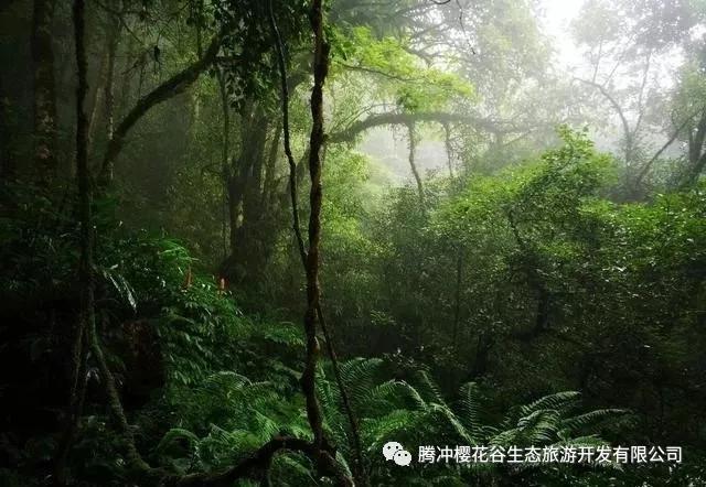 腾冲樱花谷景区,腾冲樱花谷12月份有樱花吗