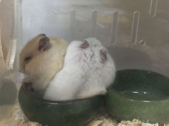 布丁仓鼠和三线仓鼠能合笼吗,买回来的仓鼠可以马上合笼吗