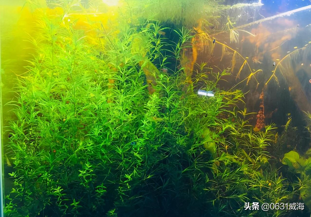 水草缸中的水藻怎么处理,新开水草缸浑浊原因有哪些
