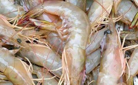 基围虾和明虾和青虾有什么区别,明虾和基围虾的区别有图