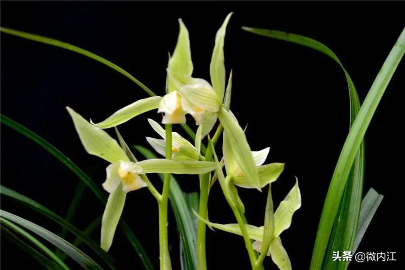 花中珍品!内江这朵花不一般,连*德朱**都很喜欢——