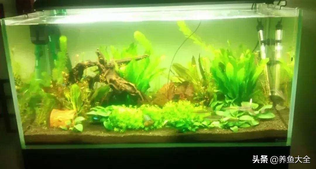 鱼缸痢特灵水黄怎么办,鱼缸水黄怎么解决视频