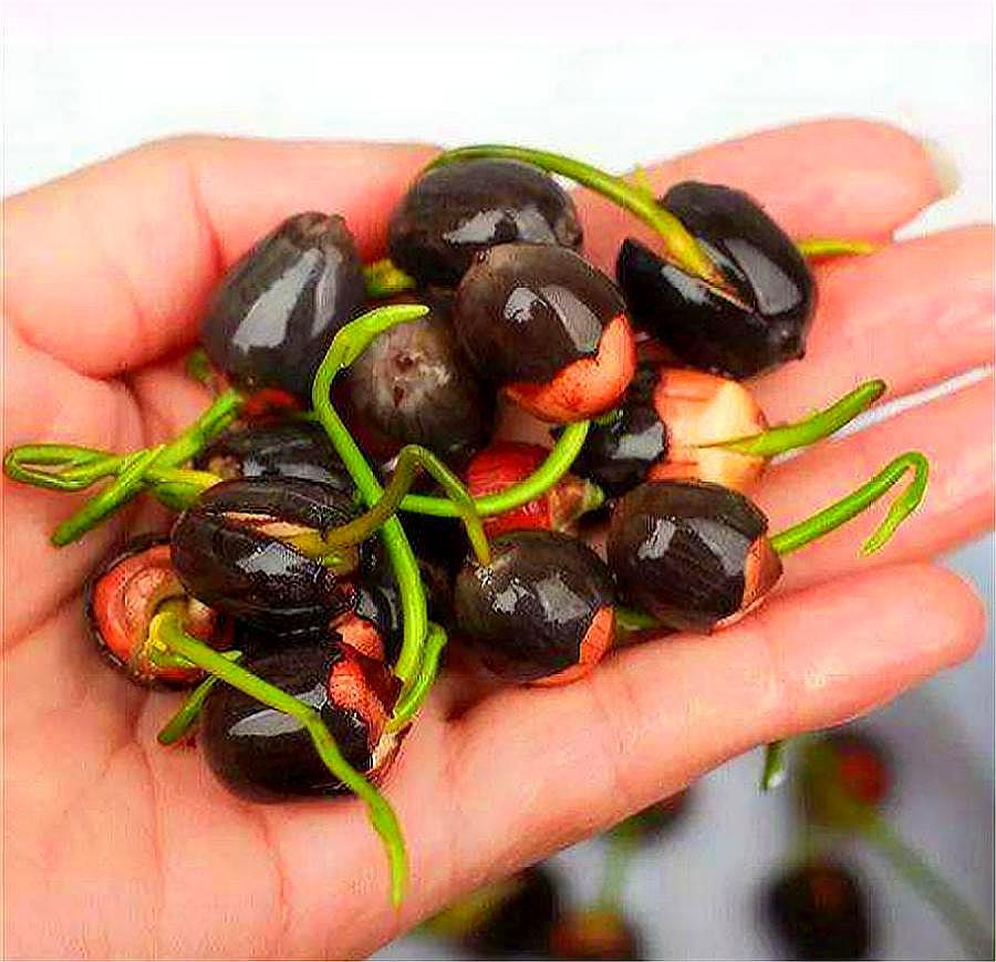 碗莲种植方法及生根方法,碗莲种植方法开花全过程