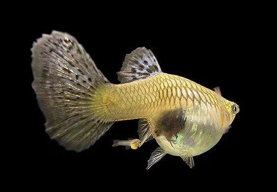 选观赏鱼技巧,选观赏鱼怎么避坑