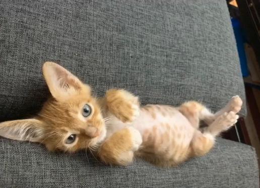 捡到流浪猫再扔掉才可怜,流浪猫能不能捡回家养