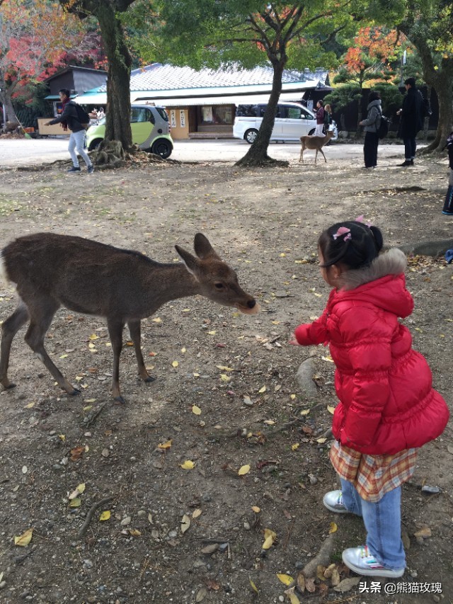 几月去日本看枫叶好,什么时候去日本看枫叶最好