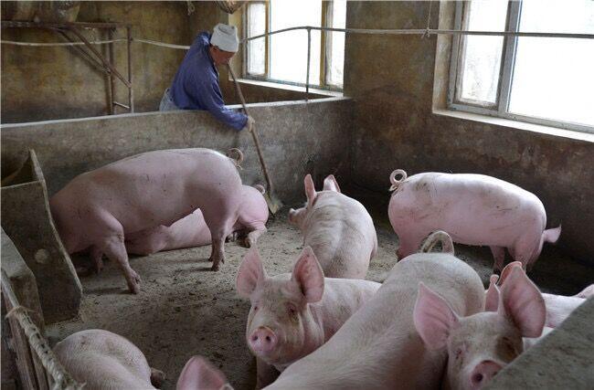 养猪驱虫剂量,养猪最好的外用驱虫药是什么药