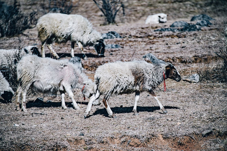绵羊病有哪些症状,绵羊腐蹄病的治疗方法