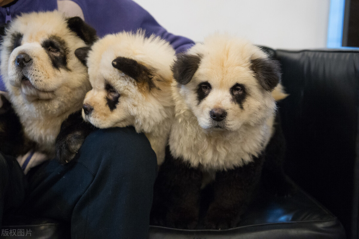 松狮犬的喂养与护理方法,松狮犬吃什么比较好养呢