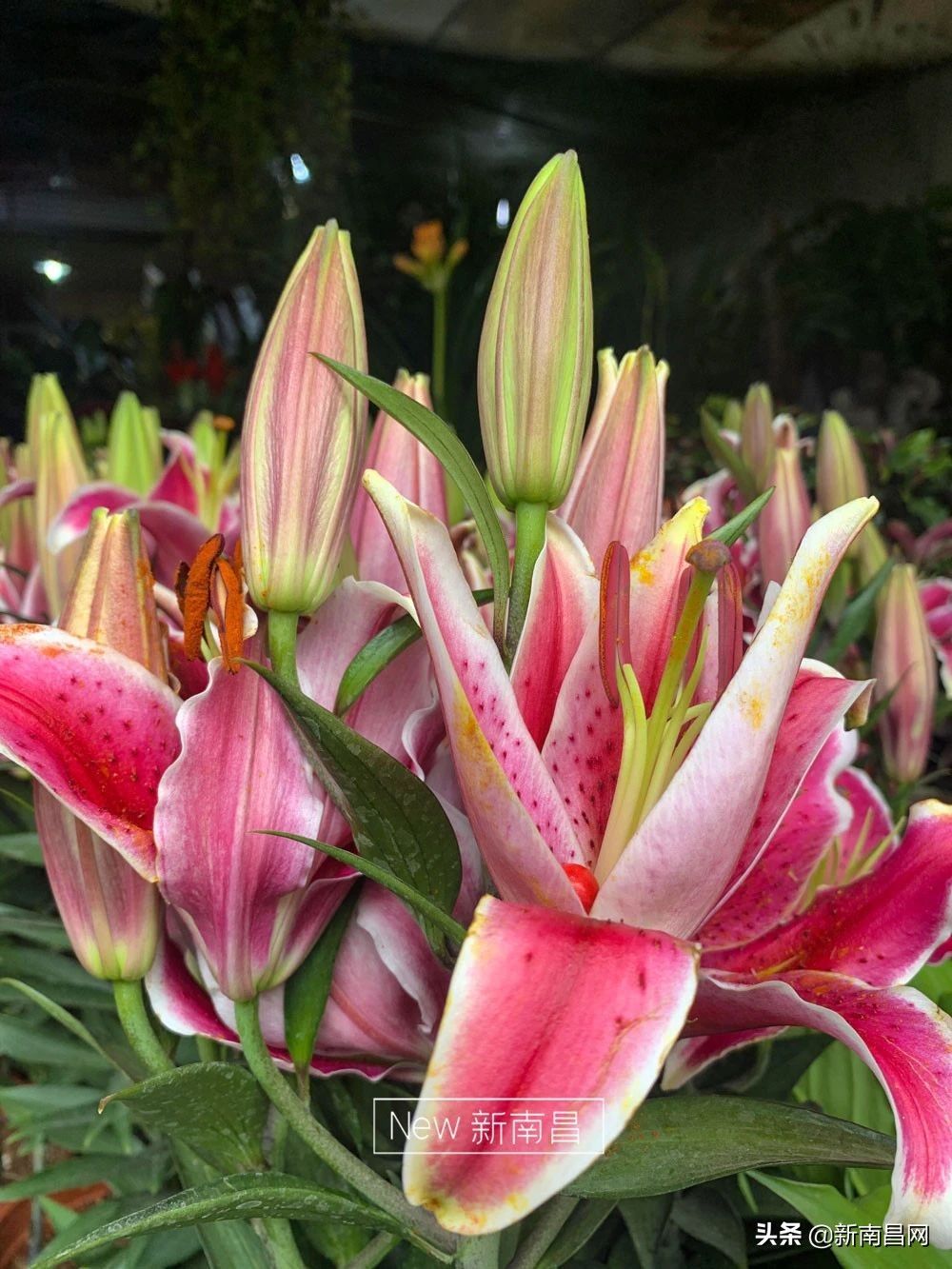 南昌花市有哪些地方,南昌花市批发市场