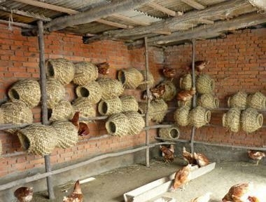 散养100只土鸡下蛋后怎么做不吵,10只散养土鸡下蛋时需要几个窝