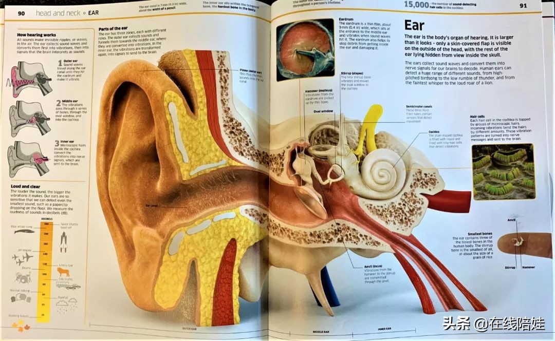 dk知识大百科全套,dk知识大百科书金银版