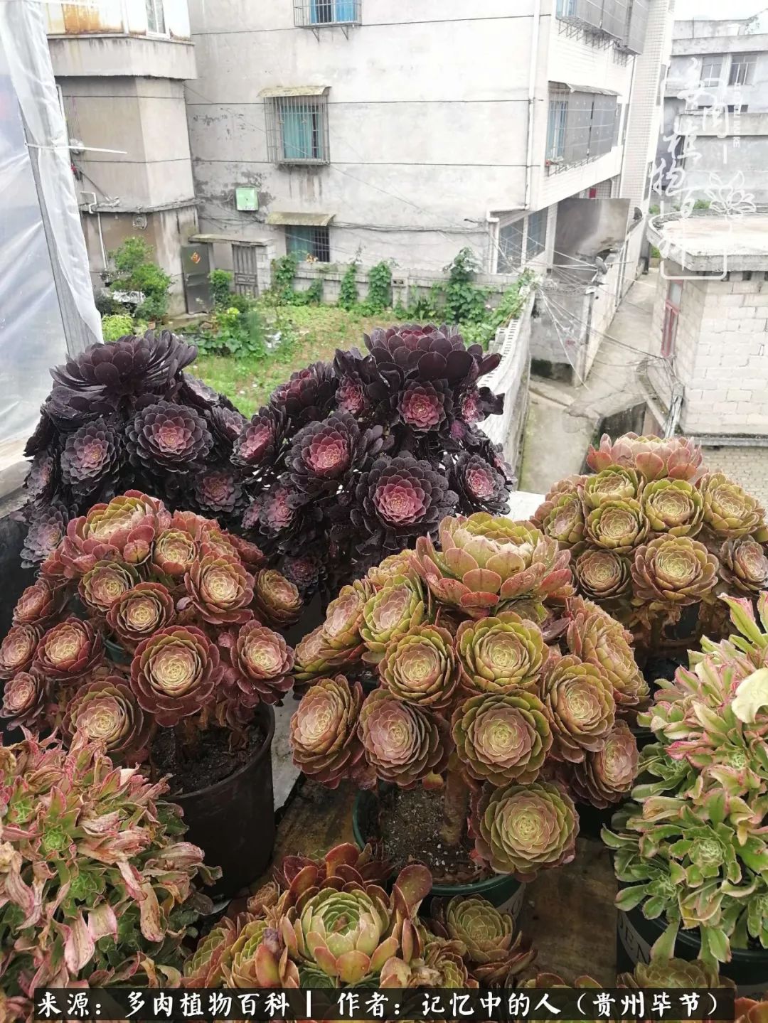 我心中的玫瑰原唱,我心中的玫瑰全部歌曲