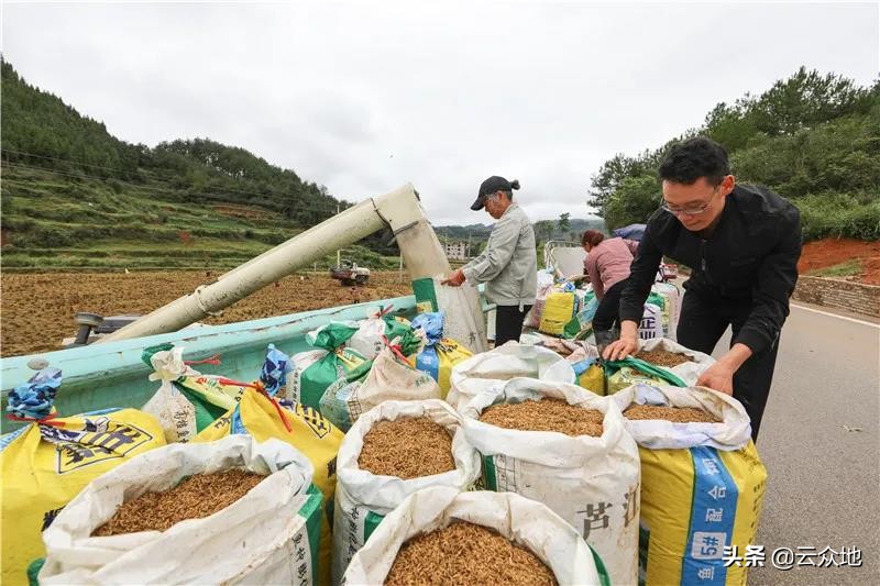 “春种一粒粟，秋收万颗子”，水稻成熟遇连阴雨，如何烘晒稻谷？