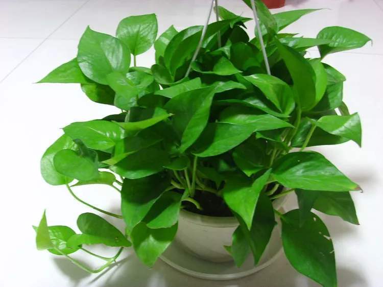 绿萝养着变黄是怎么回事,绿萝养着养着就黄了是什么原因