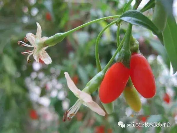 想种药材不知道怎么卖,300亩种什么药材好呢