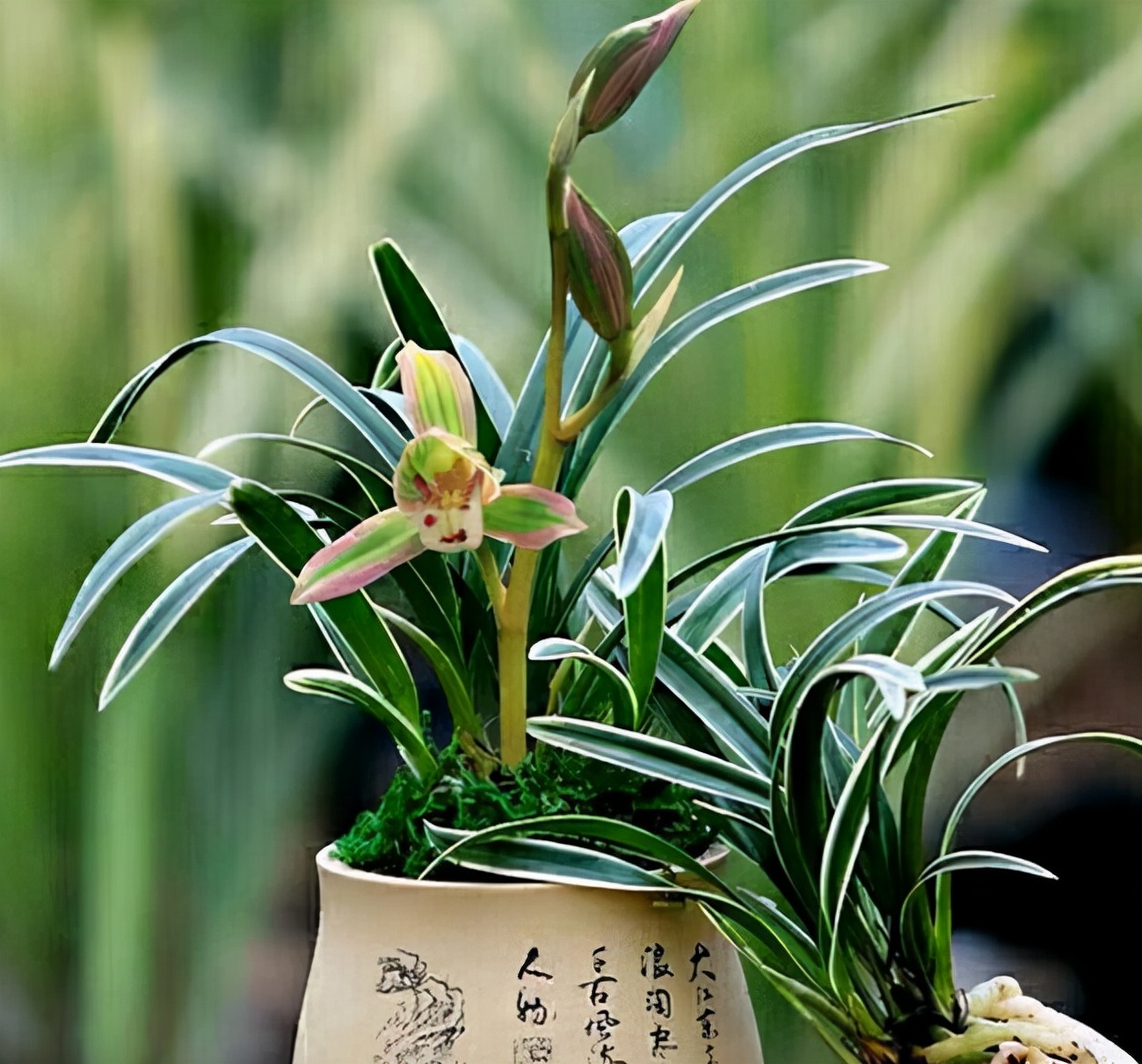 此兰火了30年，至今热度不减，一花双色，兰香浓郁，摆一盆很高雅