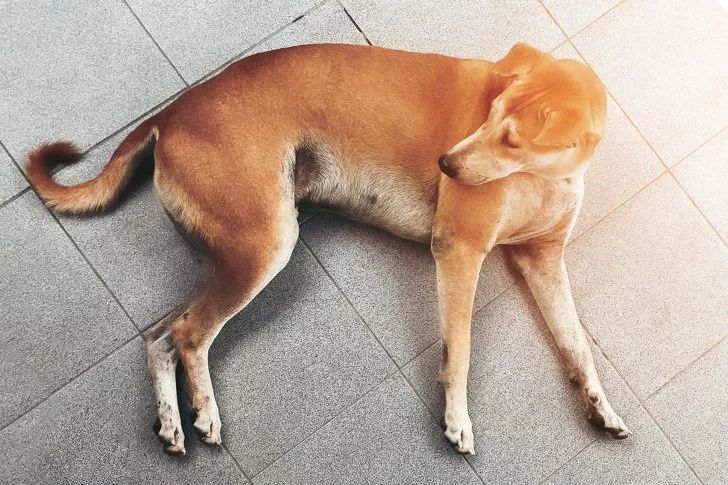 狗狗突然抽搐倒地怎么办,狗狗玩耍时受伤情绪低落