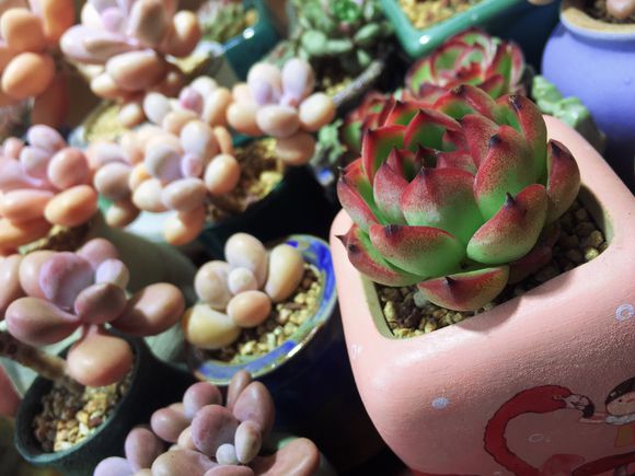 多肉烂根后如何快速生根,多肉长得差怎么办