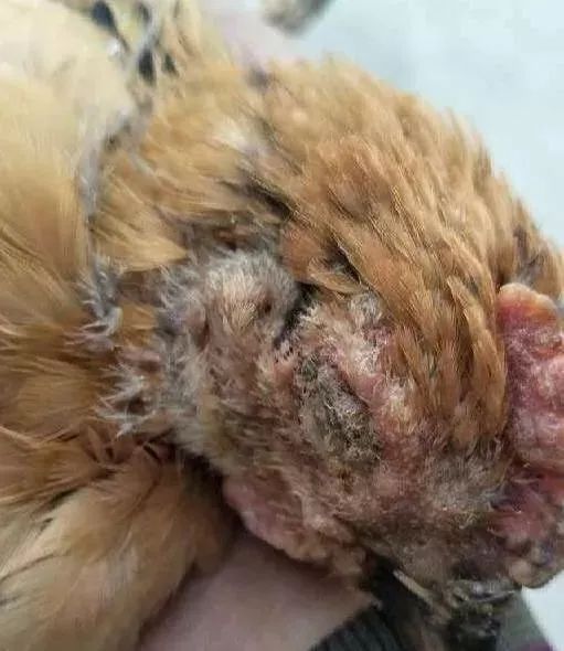 鸡肿头肿脸眼睛睁不开，用什么药物好的快？