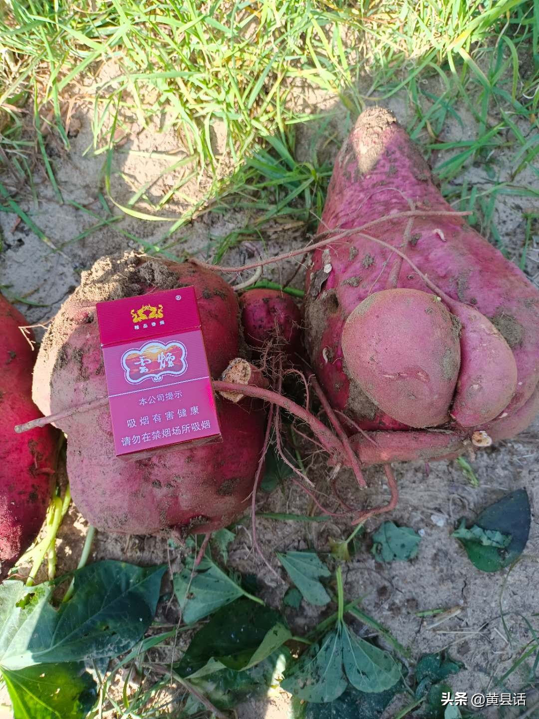 地瓜干酒属于什么档次,地瓜干酒好喝吗真实测评