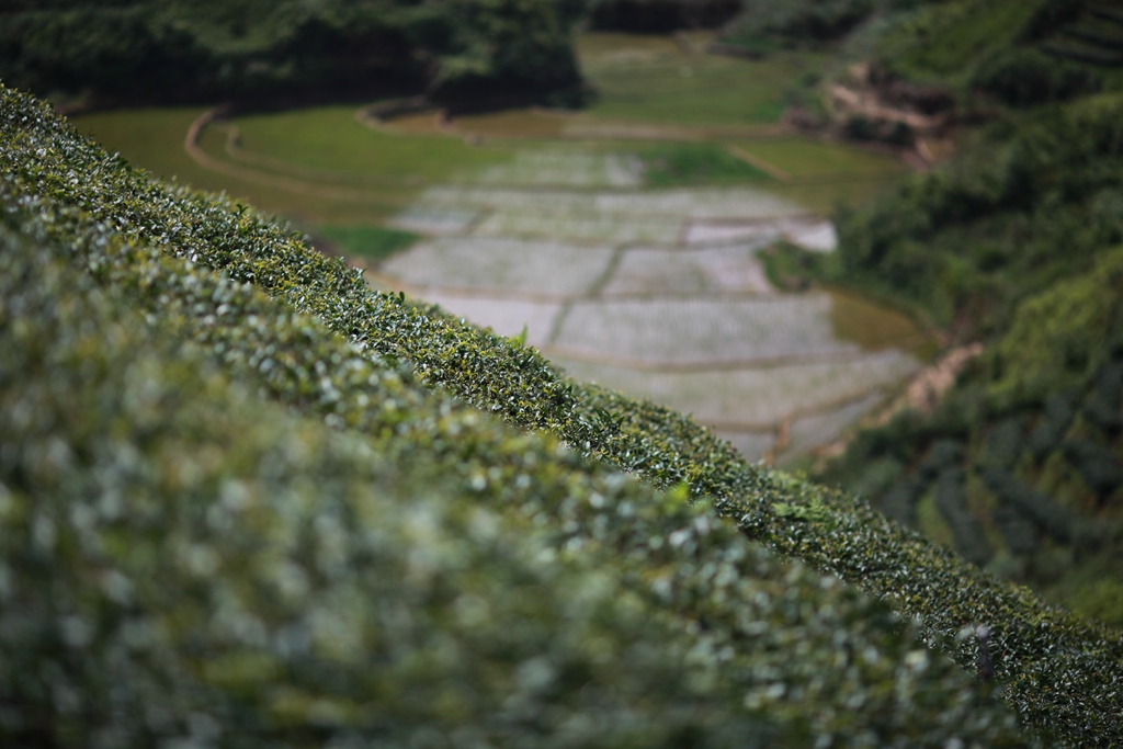 忘掉西湖吧，黄陂花乡茶谷的龙井同样醉人