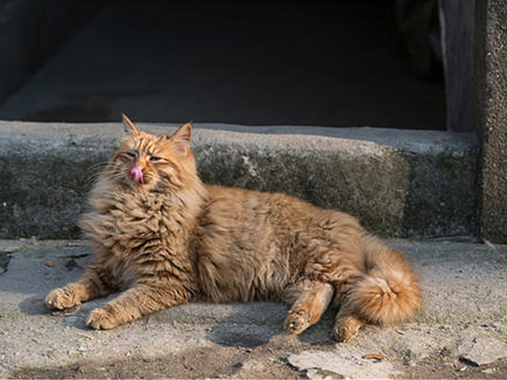 猫咪最近怎么一直舔毛,猫咪为什么开始突然频繁舔毛