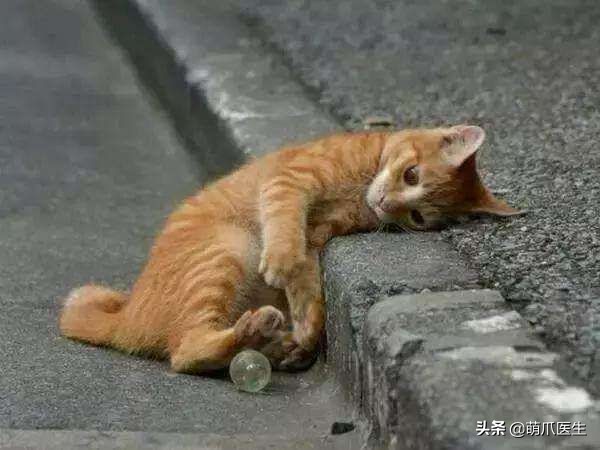 猫咪也会做噩梦吗,猫也会做噩梦吗