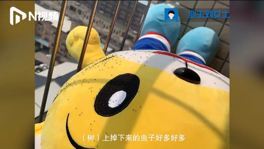 咬人很痒的小黑虫有哪些,小黑虫子咬了奇痒无比是什么虫