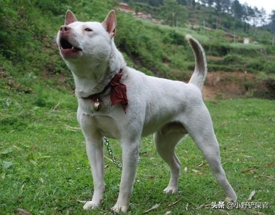 土狗狗和中华田园犬,土狗是中华田园犬吗可以养吗