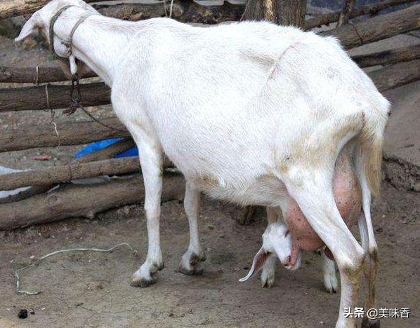 奶羊产奶量最多下降多少,奶羊奶水少有啥办法