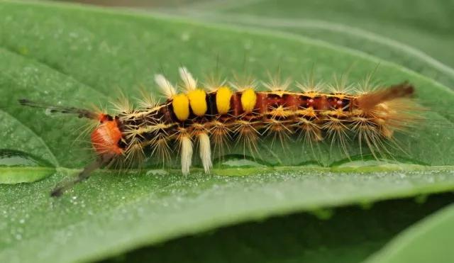 柑橘12月有什么病害虫害,柑橘全年病害虫害最新防治方法