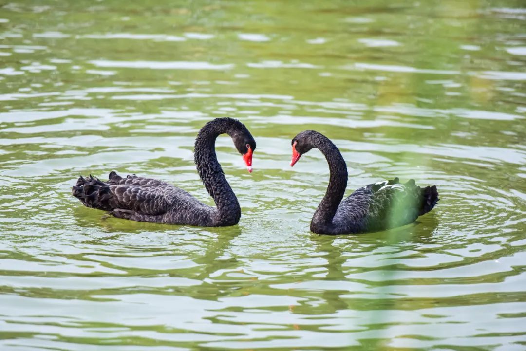 动物园、植物园、运动场、游乐场,洛阳从政坊大同坊,红得有道理
