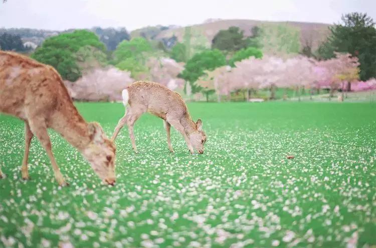 【美文共享】春天，人间皆可爱