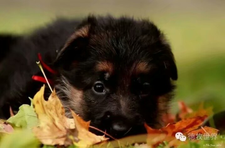 德国牧羊犬图片霸气大全集,德国牧羊犬图片精品