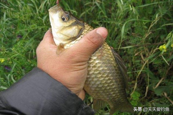 自己做酒米鲫鱼窝料最牛配方,四季通用钓鲫鱼酒米配方